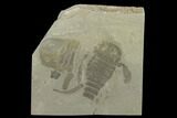 Plate of Eurypterus (Sea Scorpion) Fossils - New York #131491-1